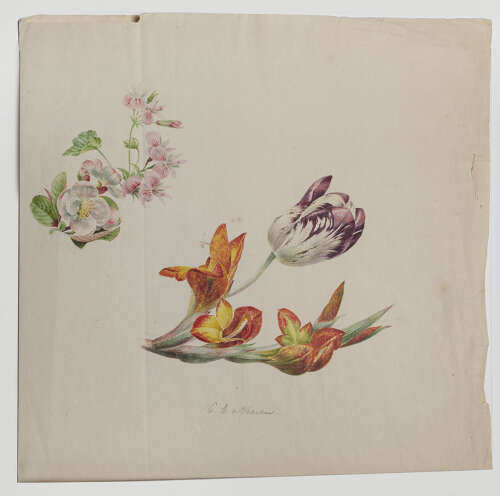 Van Veeren drawing